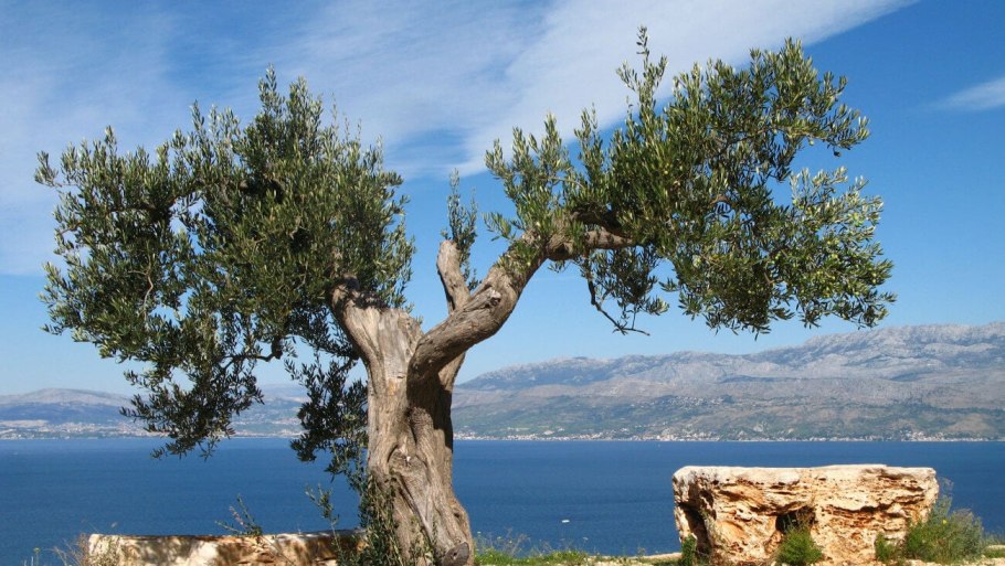 Деревья растущие в Средиземноморье