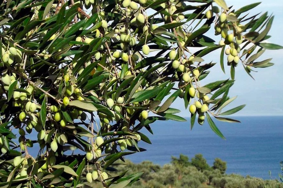 Маслина европейская