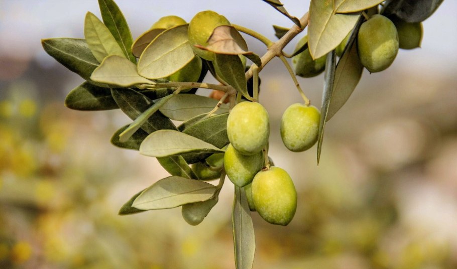 Дерево олива Черноморская