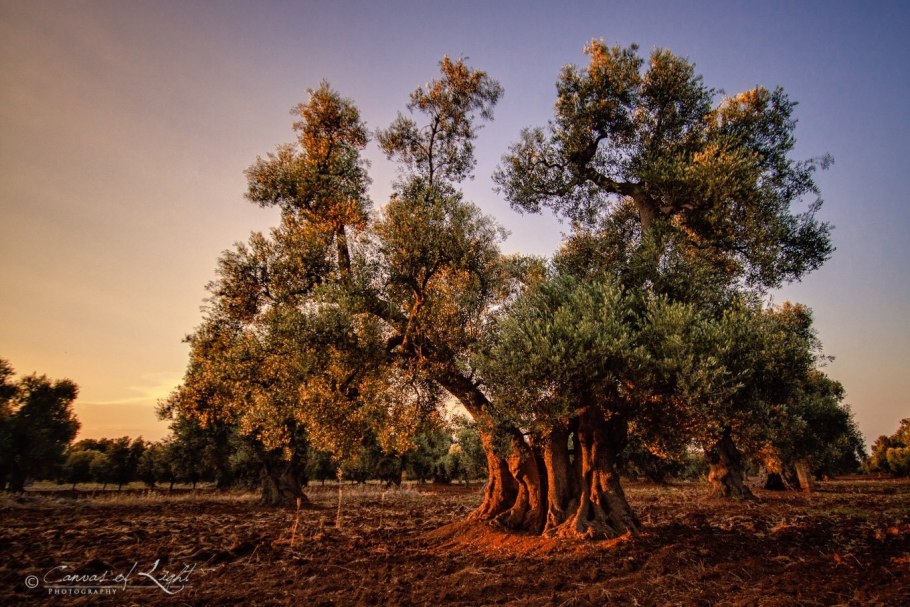 Дерево оливы в Италии