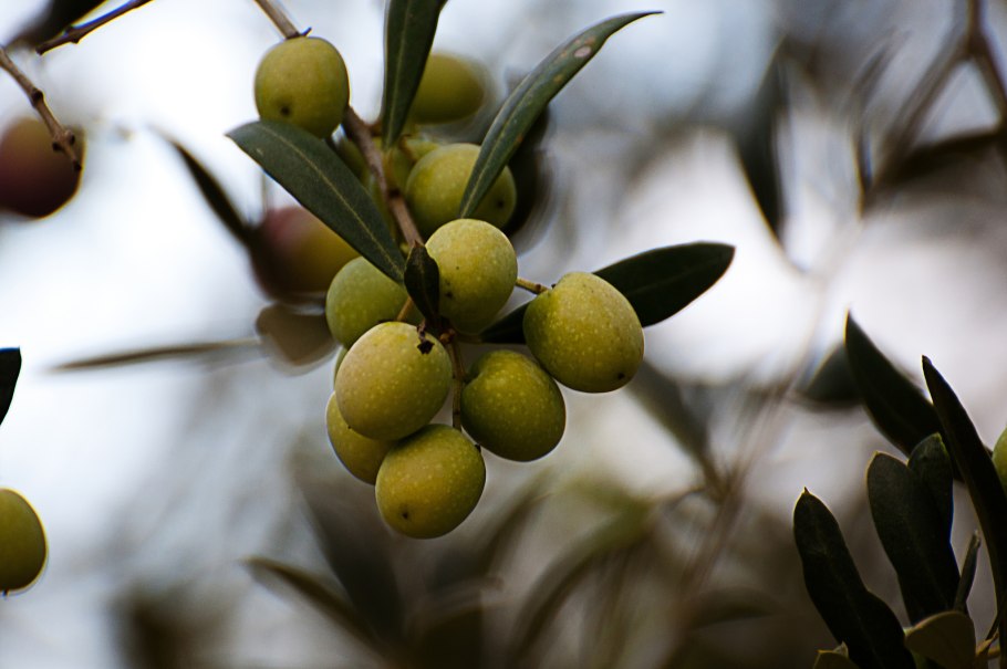 Оливковое дерево Лапердина