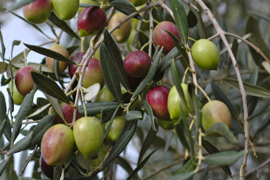 Israel Olive Tree