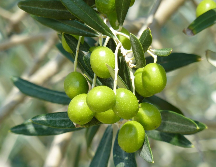 Оливковое дерево Лаперрина