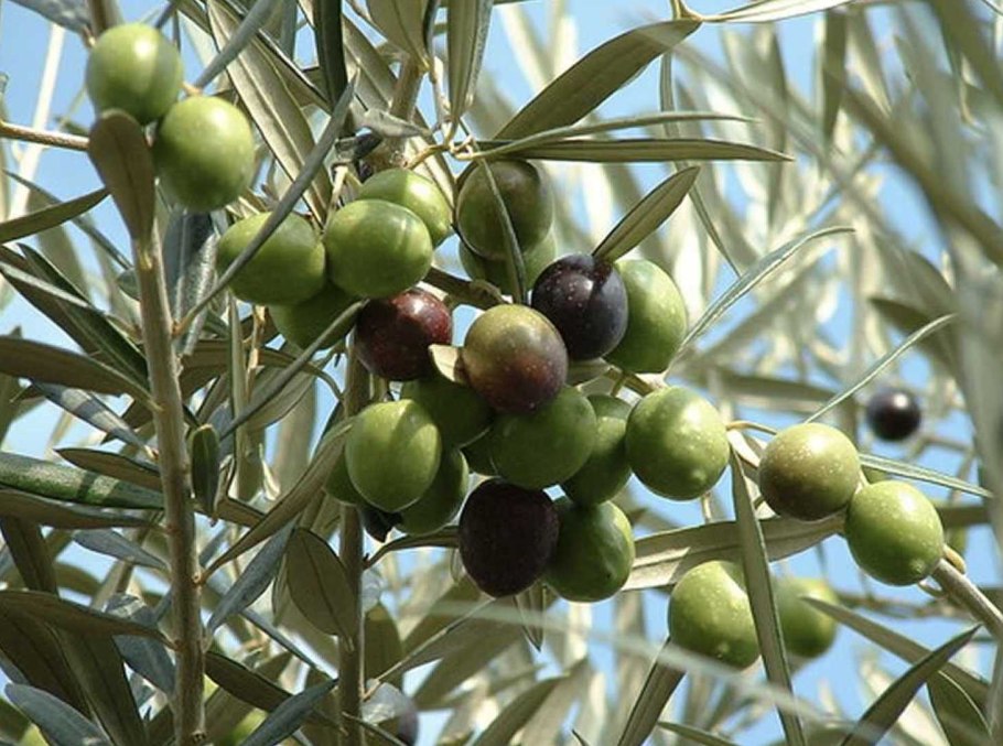 Дерево Аль гаркад