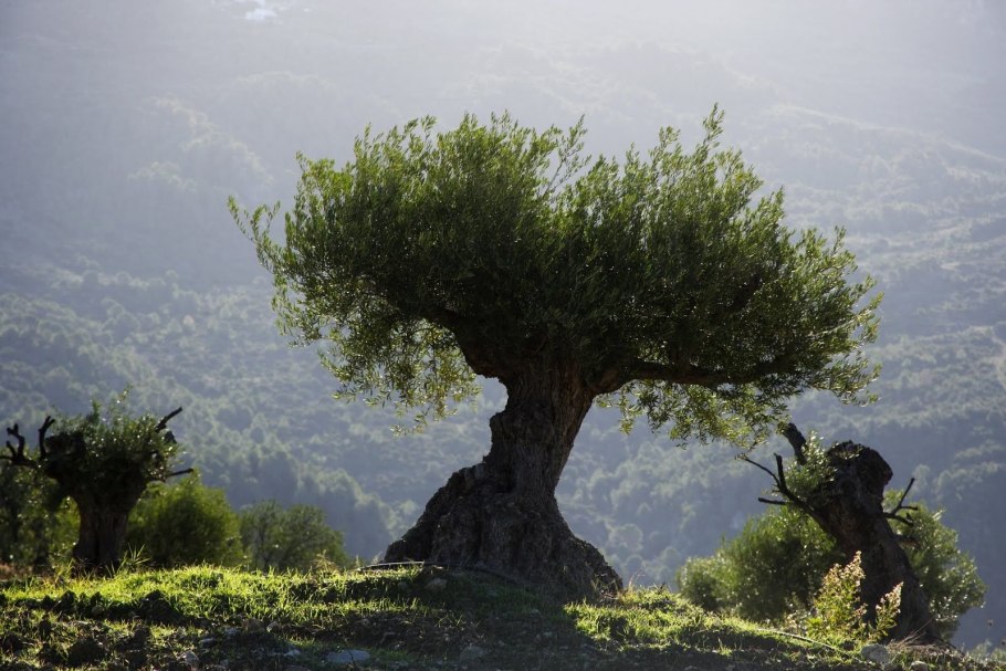 Друидское дерево масличное