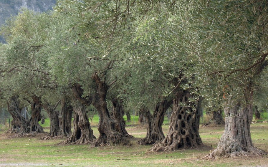 Олива европейская Денево