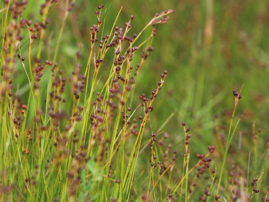 Ситник сплюснутый (Juncus compressus)