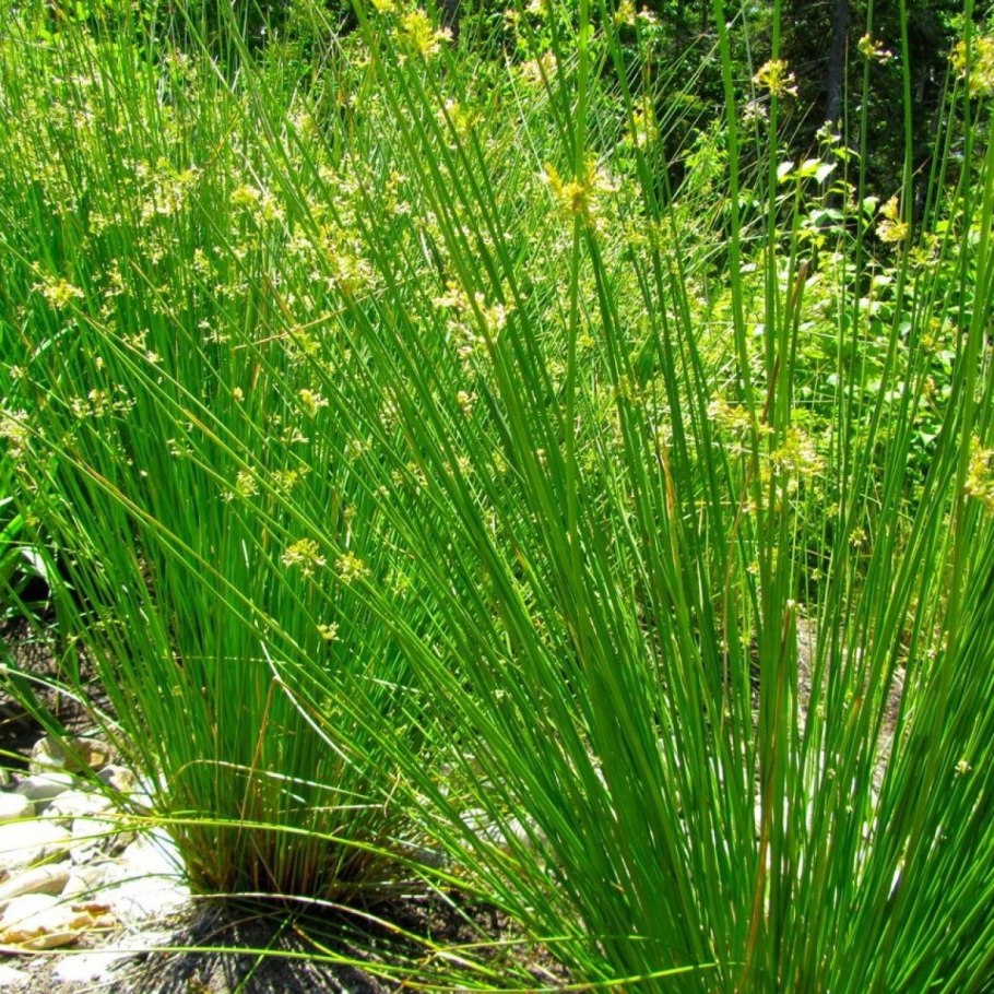 Ситник развесистый Juncus effusus