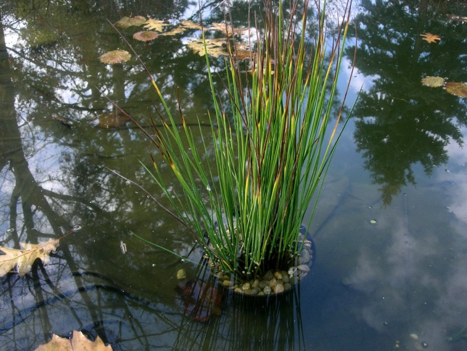 Ситник развесистый Juncus effusus