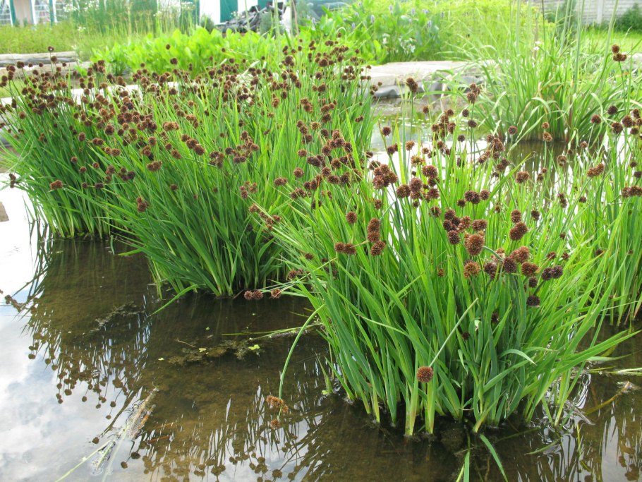 Juncus ensifolius