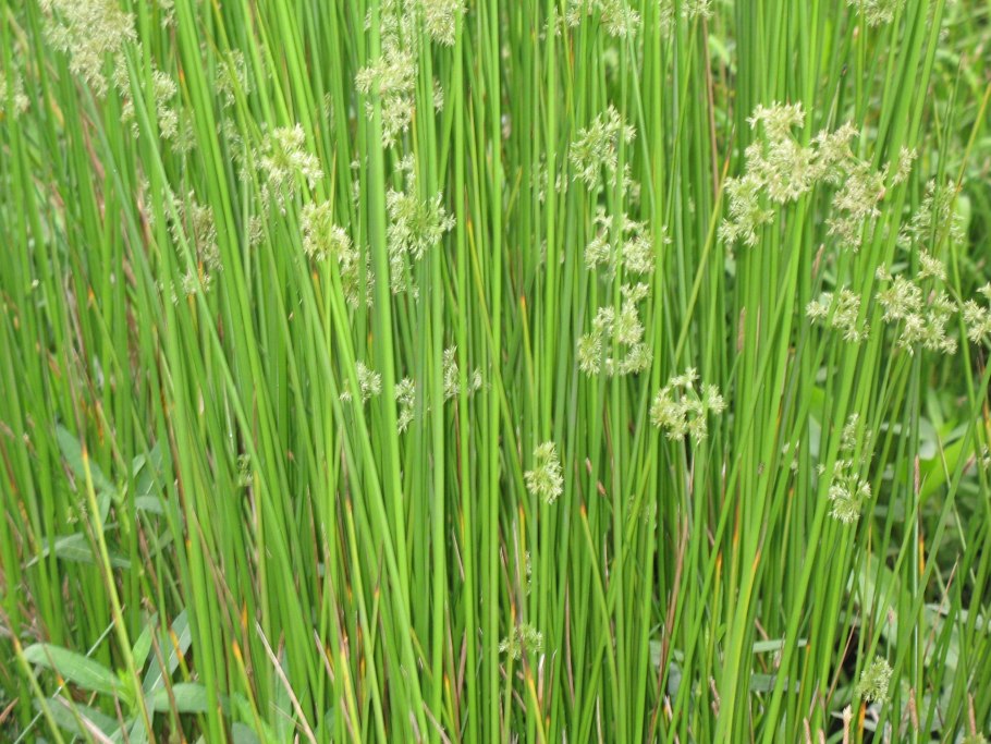 Ситник развесистый Juncus effusus