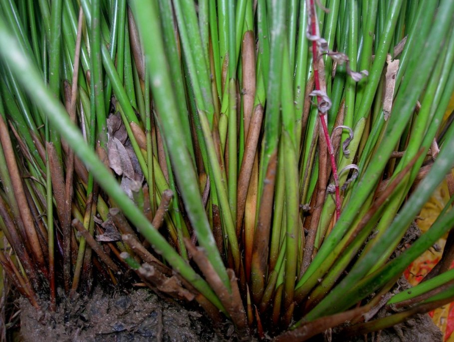 Ситник развесистый Juncus effusus