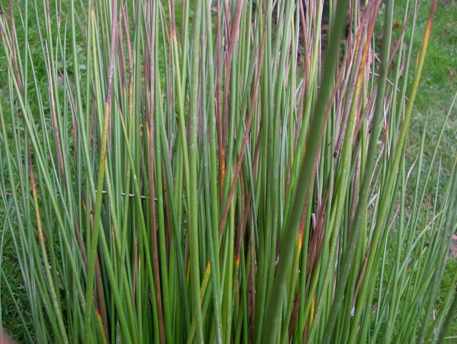 Ситник развесистый (Juncus effusus) Afro