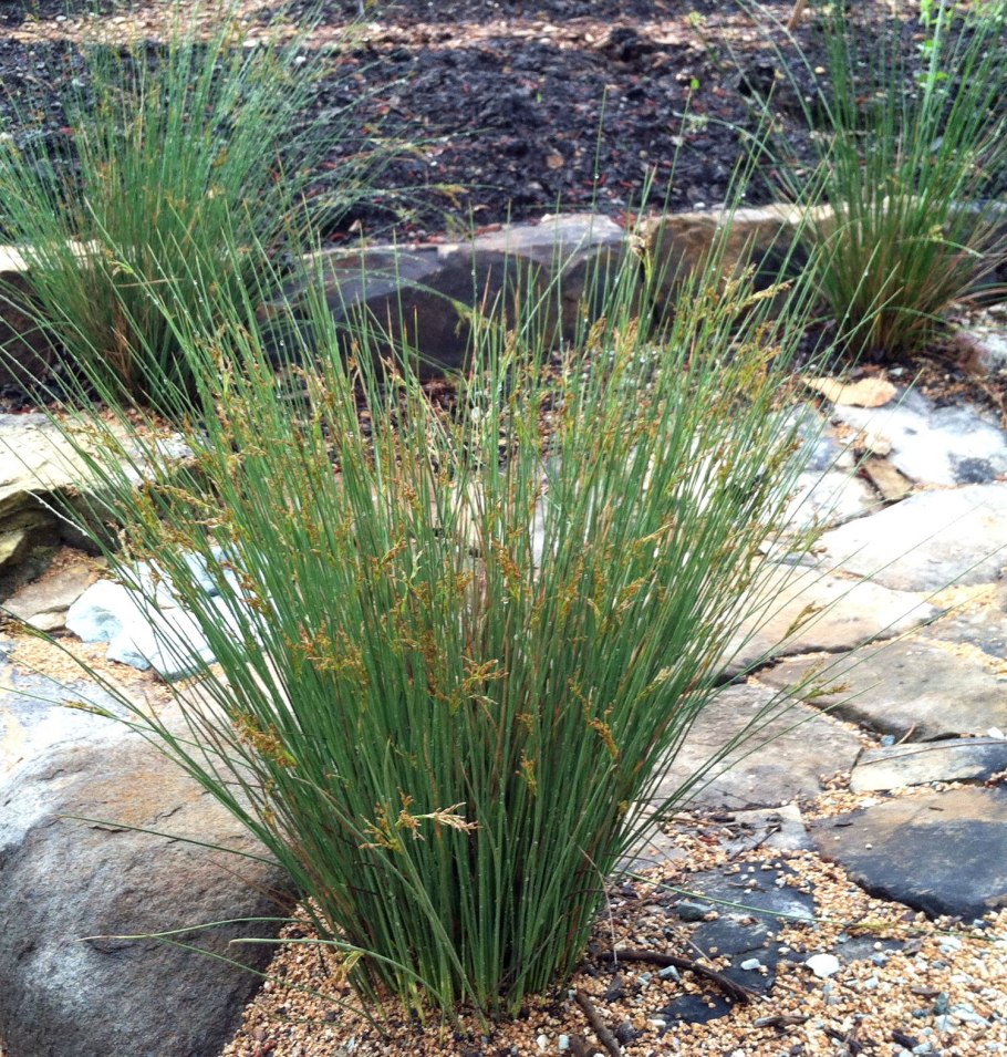Ситник мечелистный (Juncus ensifolius)
