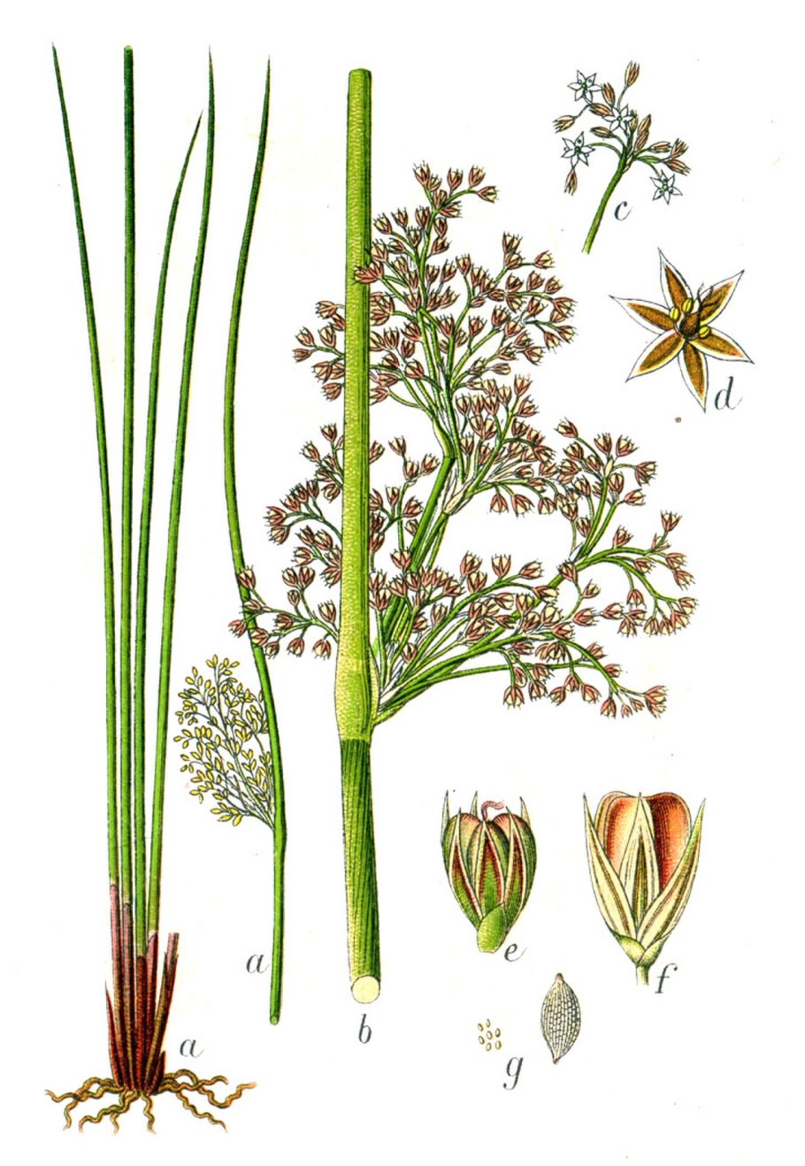 Juncus effusus