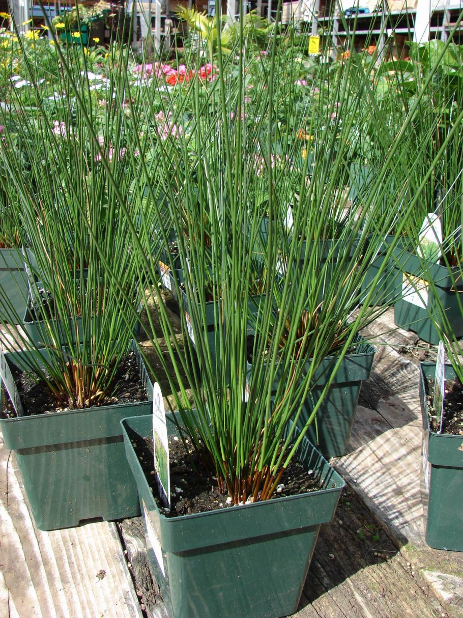 Ситник мечелистный (Juncus ensifolius)