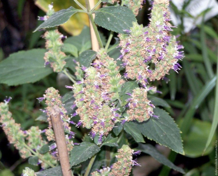 Siberina эфирное масло Петитгрейн