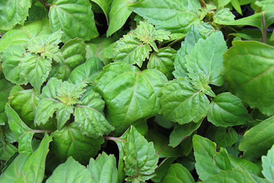 Сухой пачули