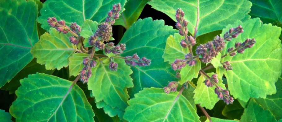 Tom Ford Tuscan Leather 100ml