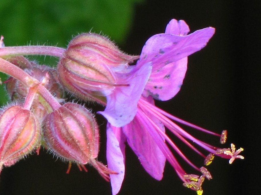 Пачули Pogostemon cablin