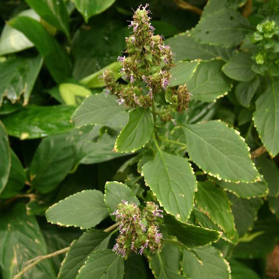 Сандал эфирное масло - 5 мл