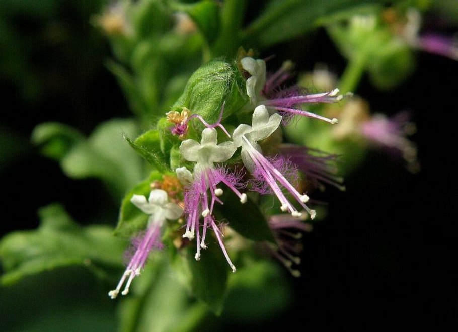 Ermenegildo Zegna аромат Patchouli