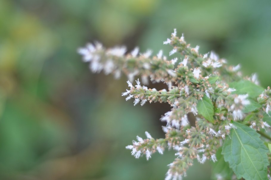 Индонезийский пачули