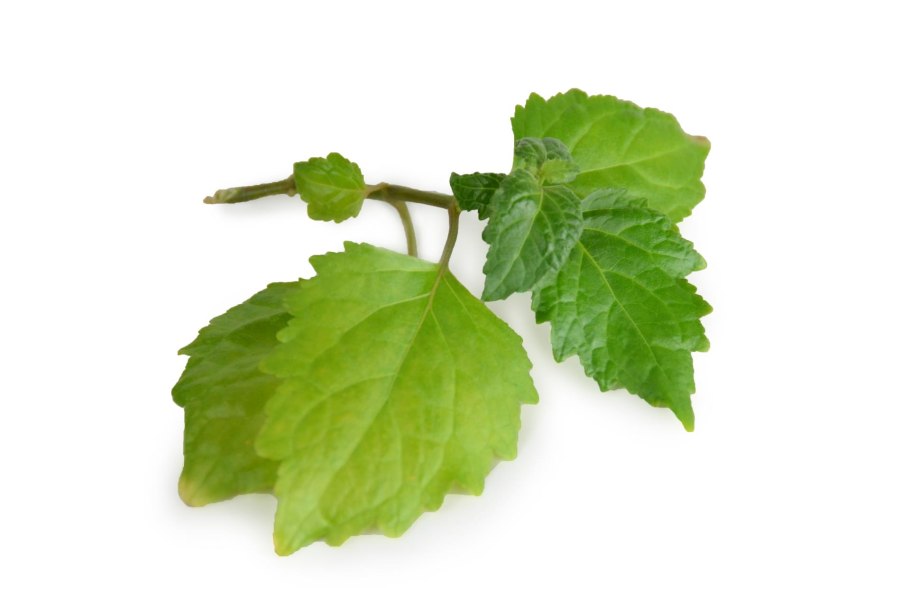 Индонезийский пачули