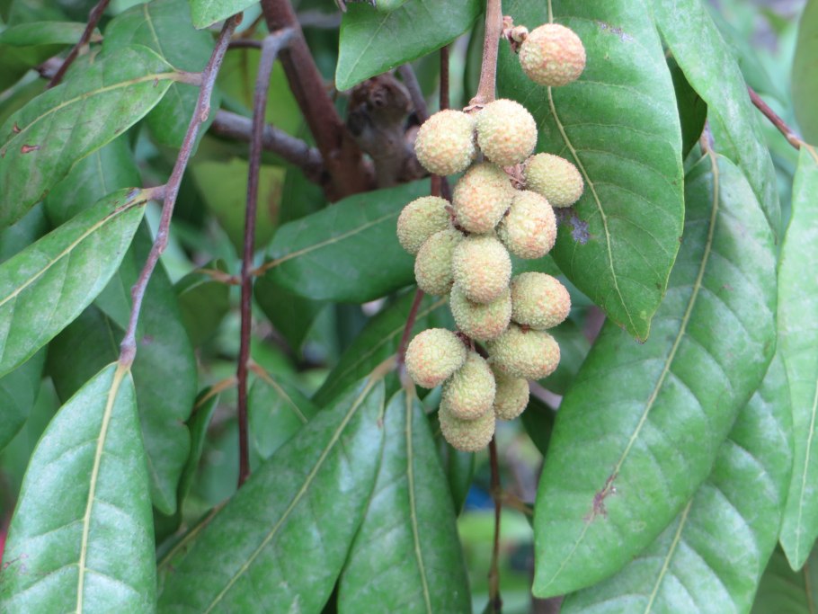 Пачули кустарник