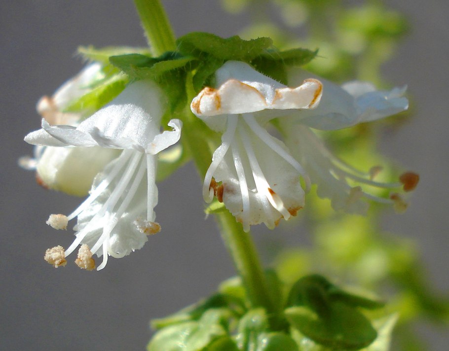 Индийские пачули