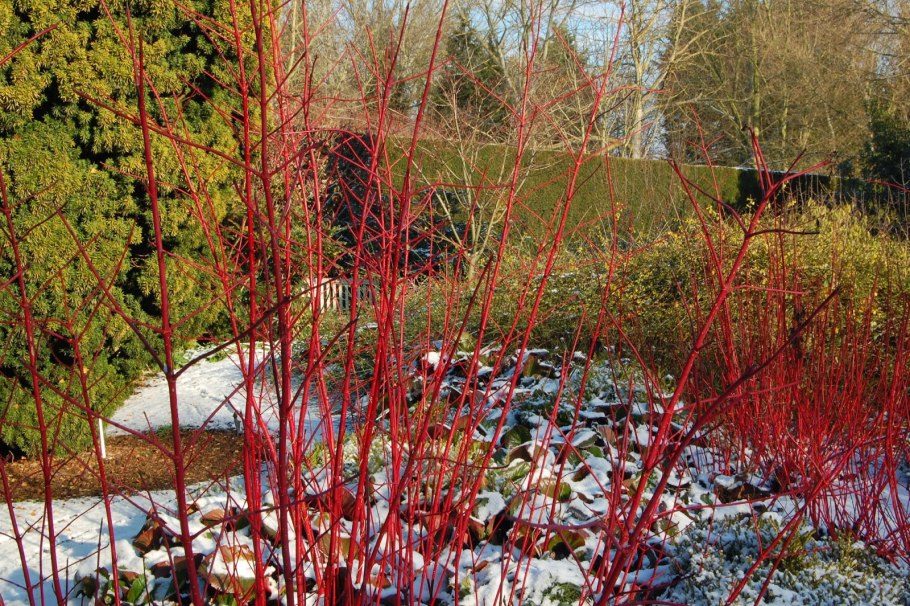 Живая изгородь кизильника зима