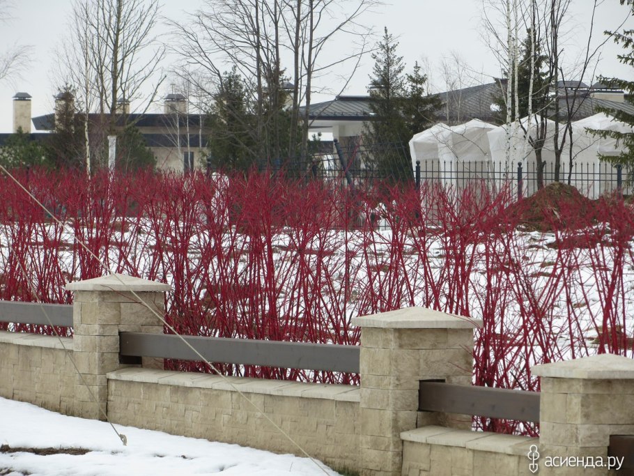 Cornus Alba Spaethii