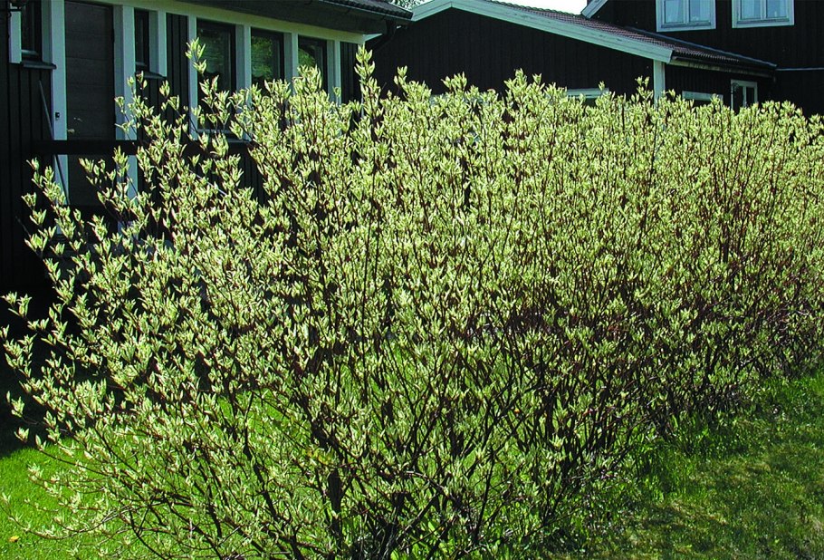 Береза и дерен