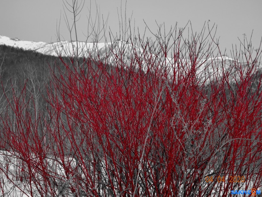 Дерен кроваво-красный Anny's Winter Orange