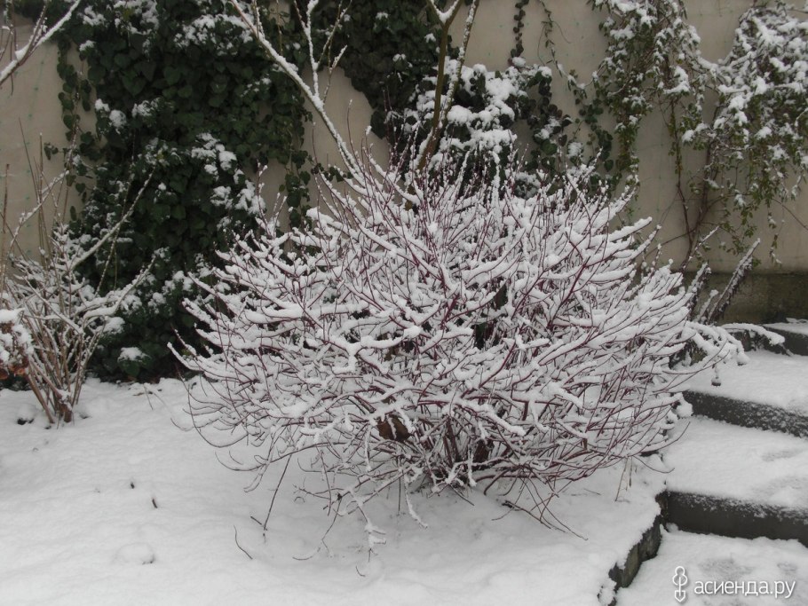 Дерен кроваво-красный (Cornus sanguinea)
