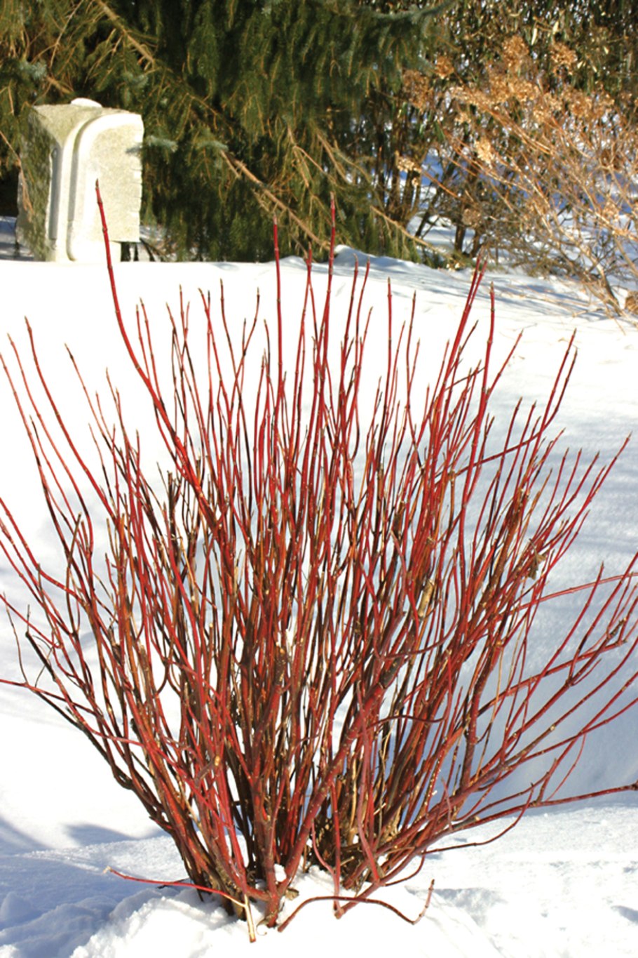 Дерен белый Cornus Alba Miracle