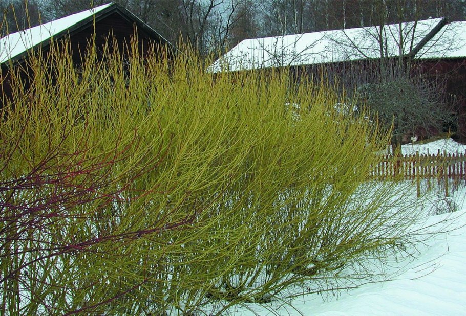 Дерен отпрысковый Кардинал