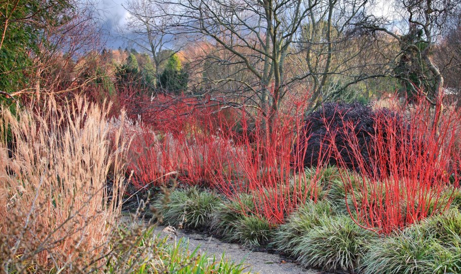 Дерен кроваво-красный Винтер Бьюти