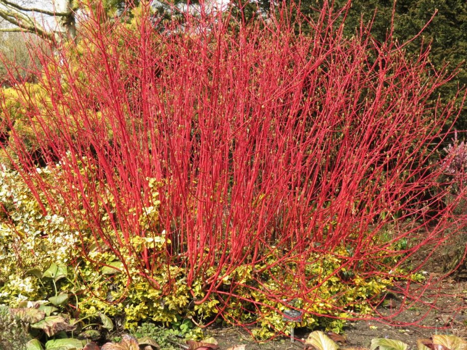 Корнус ветки дерена