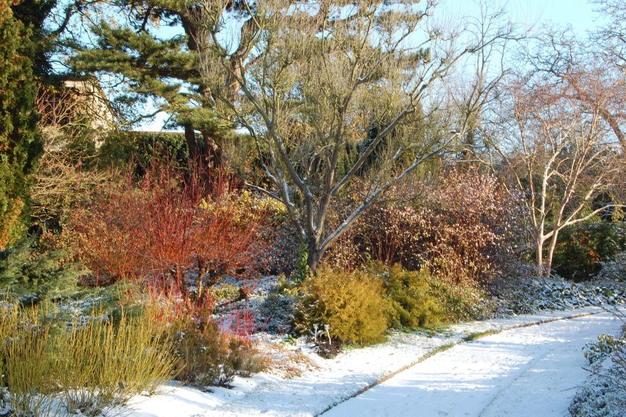 Дёрен красный Red Dogwood