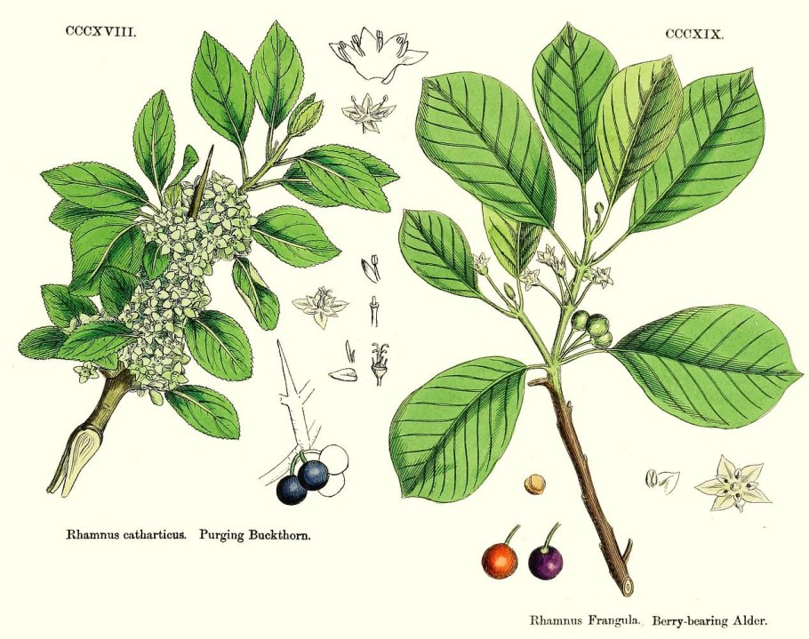 Крушина ольховидная листья