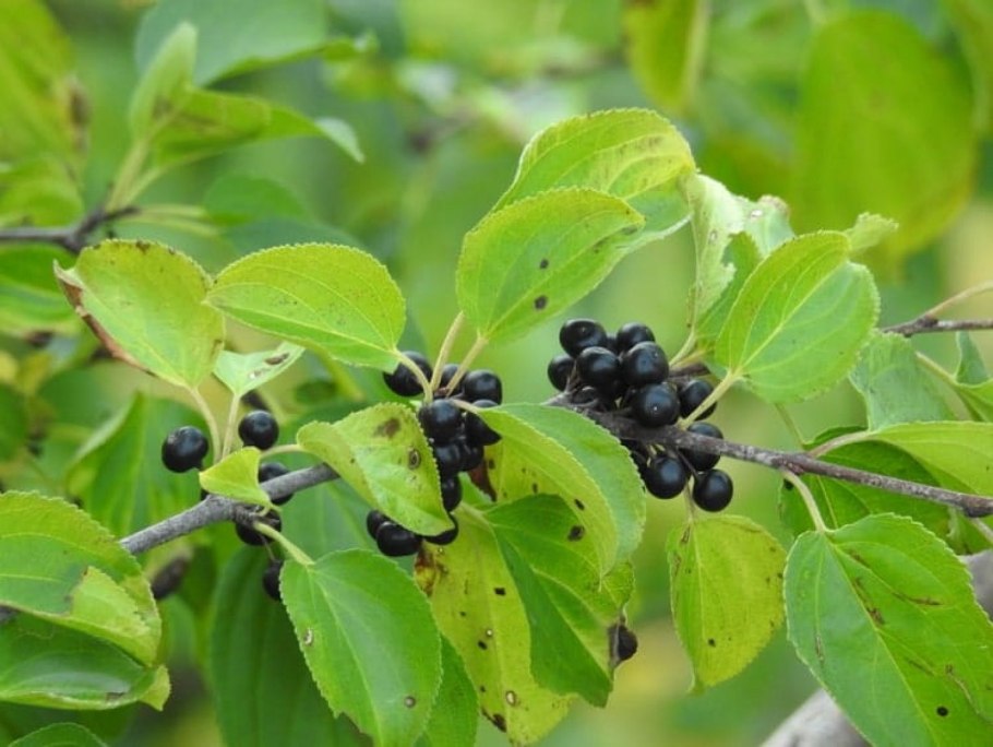 Крушина слабительная (Rhamnus cathartica)