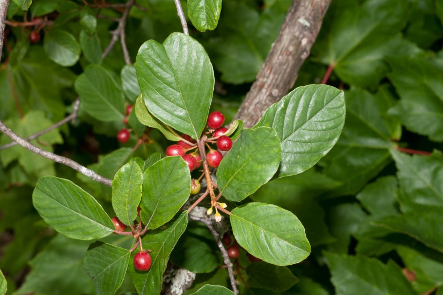 Крушина ломкая (ольховидная)