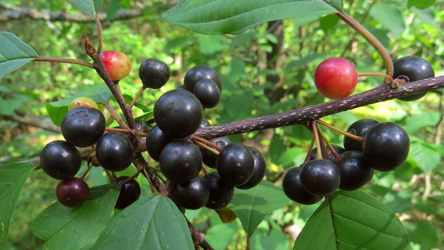 Волчья ягода Крушина