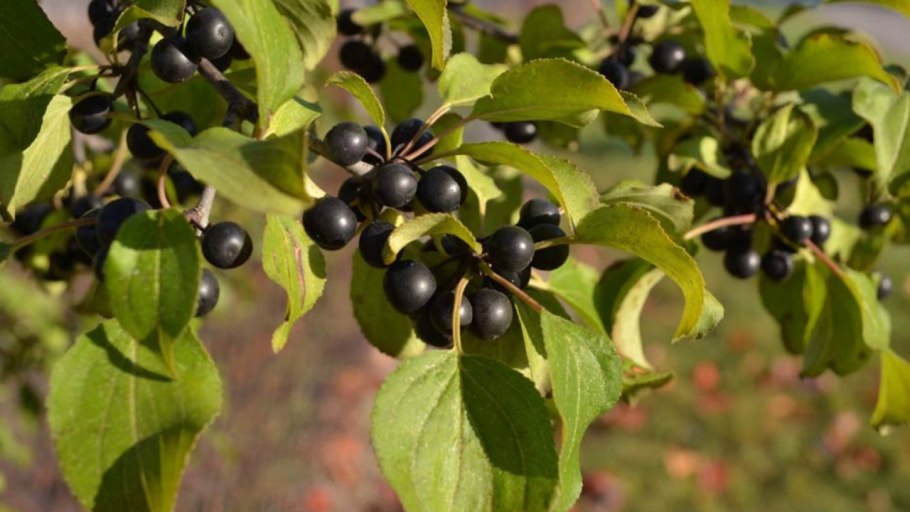 Крушина слабительная (Rhamnus cathartica)