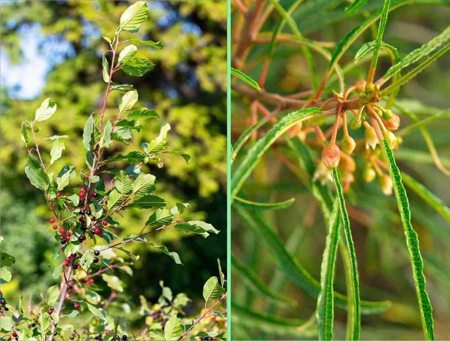 Крушина ломкая кора