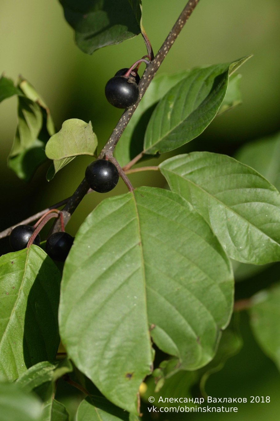 Крушина ломкая (ольховидная)