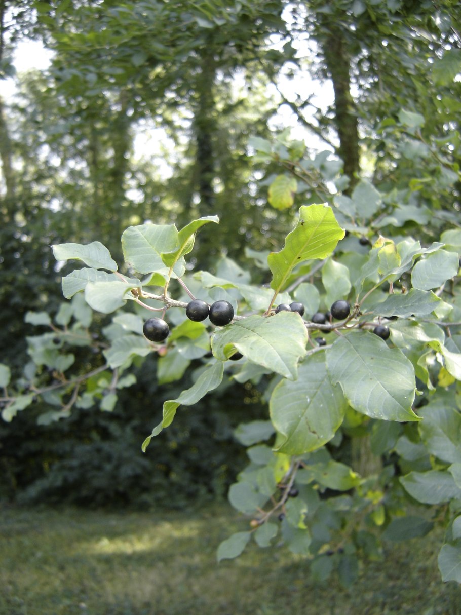 Крушина дерево