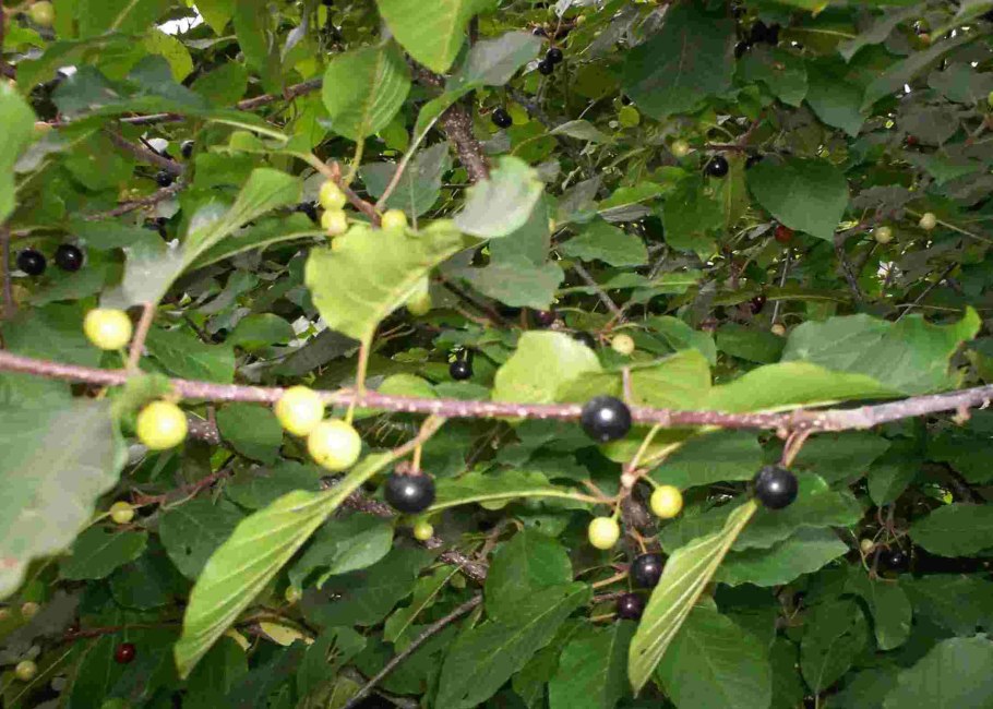 Крушина ольховидная