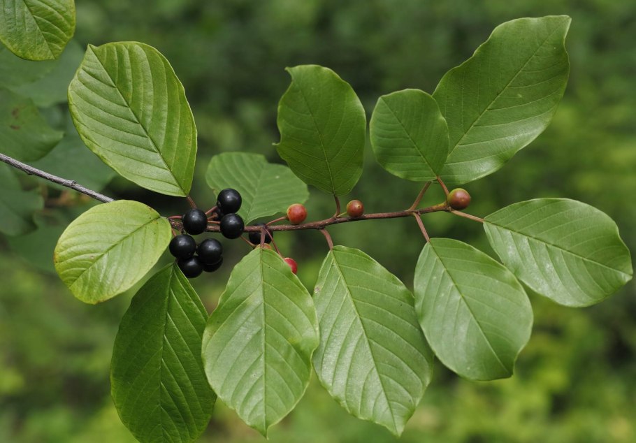 Крушина ломкая (Frangula Alnus)